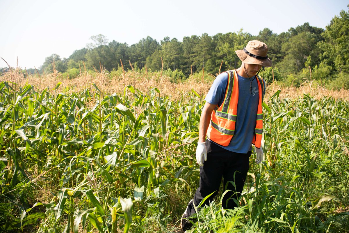 FoodbankSEVA's tweet photo. 🌽 Help us harvest hope this summer! 🌽
Join the Foodbank for our 4th Annual Izzie's Field Harvest, July 7–9 in Franklin! We're heading to Peach Bud Farms to pick fresh sweet corn that will go straight to neighbors in need — including, for the first time ever, directly from the field to mobile pantry distributions.
📅 Tuesday, July 7 – Thursday, July 9
⏰ Shifts: 7–9 a.m. or 9:30–11:30 a.m.
📍 Meet in the Walmart parking lot, 1500 Armory Drive, Franklin
No experience needed — we'll teach you proper harvesting techniques on site! Just bring sunscreen, water, and a love for community. ☀️
Sign up now: https://t.co/XCsaKQ9VdO
Learn more: https://t.co/GGGAQyxJJU