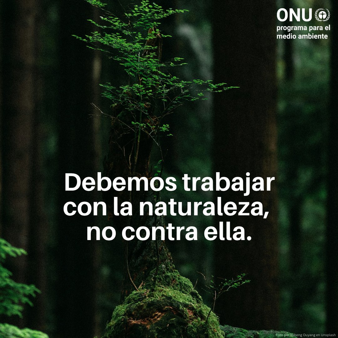 unep_espanol's tweet photo. Las soluciones basadas en la naturaleza aprovechan el poder de los sistemas naturales para ayudar a que las personas y el planeta prosperen.

Ofrecen maneras rentables de enfrentar el #CambioClimático, la pérdida de biodiversidad y la contaminación.

Más: https://t.co/EfdIWDPern https://t.co/Dl3rvKmZBD