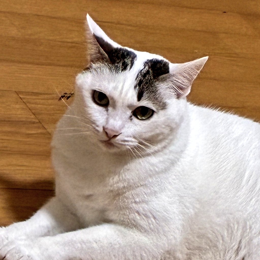 watakin007's tweet photo. おはようございます😀🐱
めいニャン🐱♀(11歳)
😊「瞬発力が凄い✨」
😺「まだボーイズには負けないわよ❤」
😀「キレ打法を教えて🙏🏓」
瞬時の動き、ニャンズに教えてもらいたいです🙏😳✨
よい1日を*˙︶˙*)ﾉ"🍀*゜
 #猫のいる暮らし  #シロキジ  #めいニャン #猫 #cat
#AIお試し 漫画(卓球指導🏓) https://t.co/GTWCrMwiAY