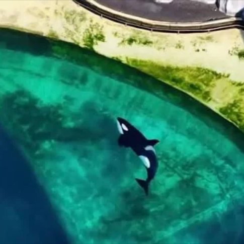ruben_prz's tweet photo. Su hogar no es otra piscina🐋❌

Loro Parque quiere "comprarse" las orcas Wikie y Keijo para explotarlas en sus ridículos espectáculos en Tenerife.

FIRMA YA ⬇️⬇️⬇️
https://t.co/efE8ctBtby https://t.co/xdbulmaO1s