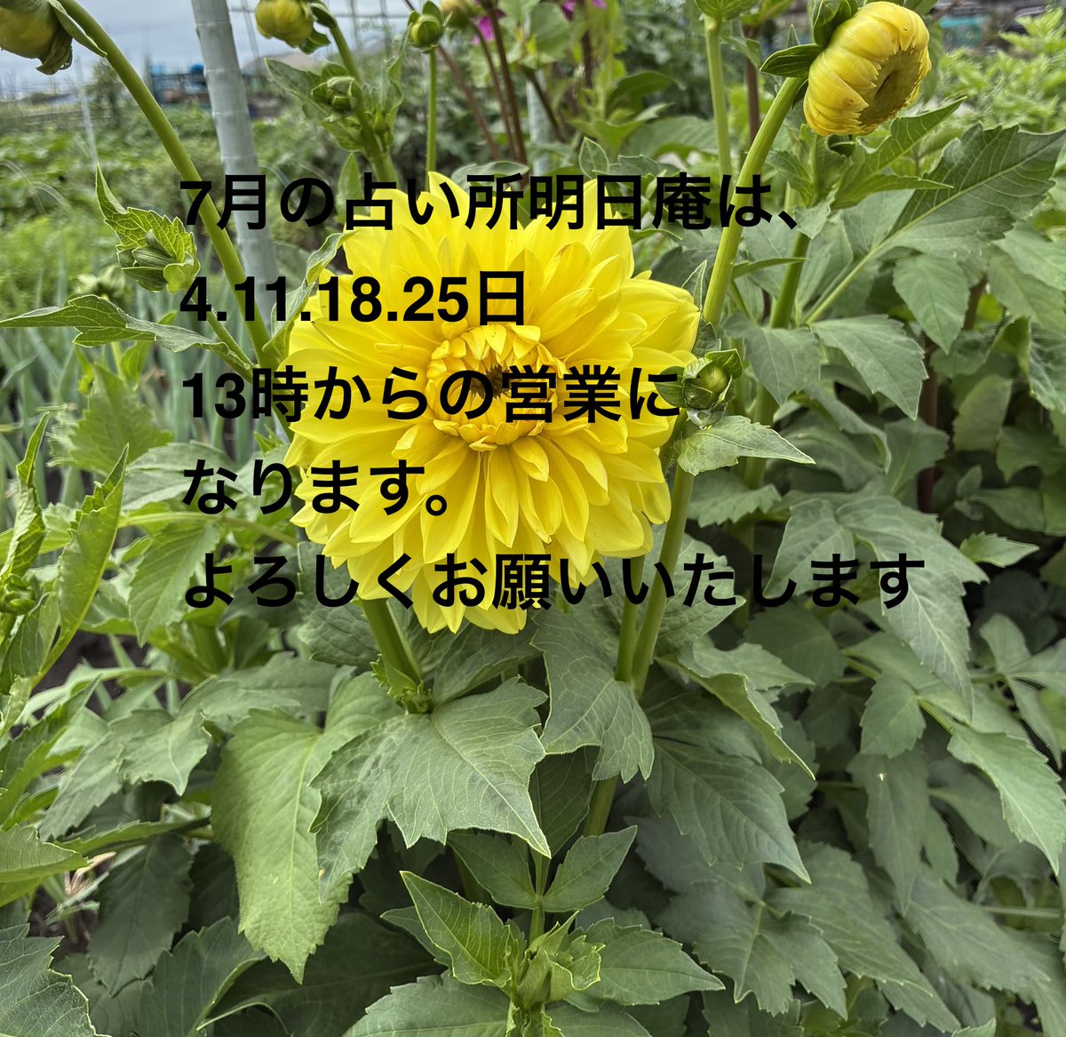 asuan1026's tweet photo. おはようございます。
占い処明日庵は、7月から、毎週土曜日13:00より営業いたします。
7月は、4.11.18.25日です。
何卒よろしくお願いいたします🙇

#吉祥寺占い  #東京占い安い　#吉祥寺ハモニカ横丁 #吉祥寺ハモニカ横丁占い #算命学 #手相 #算命学 #手相 https://t.co/aAqFFa5DrG