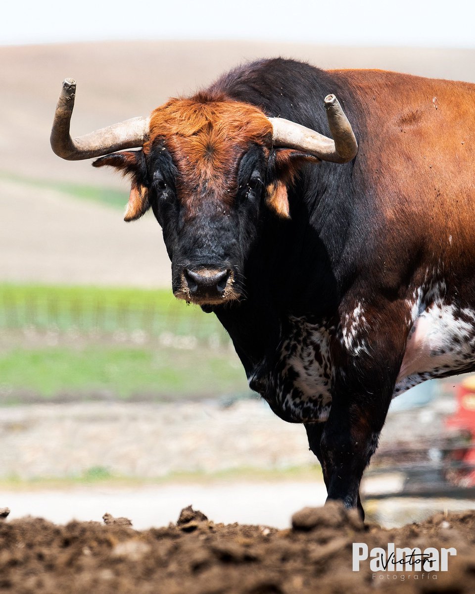 FotografaVctor1's tweet photo. -LOS CEBAÍTAS, EL LEGADO DE LA ZORRERA-
Hay lugares donde el tiempo parece transcurrir al ritmo del campo. La Zorrera es uno de ellos. Allí, entre eucaliptos, amaneceres y cercas que resguardan siglos de tradición, pasta la reconocida ganadería de Cebada Gago...

#cebadagago https://t.co/fky0ljRM9q