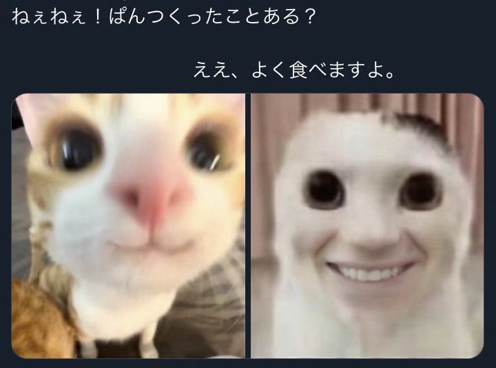 ねこだいすき tweet media
