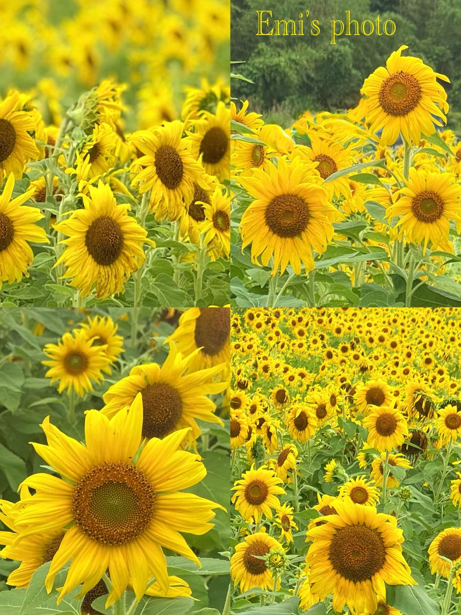 w5Et2T5aaQSfFLU's tweet photo. おはようございます
穏やかで笑顔溢れる１ヶ月を…
皆様いつもいいね・
リポスト・嬉しい挨拶
本当にありがとうございます✨️

三重県津市にある
今年初めて出逢ったひまわり畑
遠くから見ても
ビタミンカラーが
美しかったです🌻🌻🌻

今月もよろしくお願いします✨️

 #TLを花でいっぱいにしよう https://t.co/xfWESLatOM