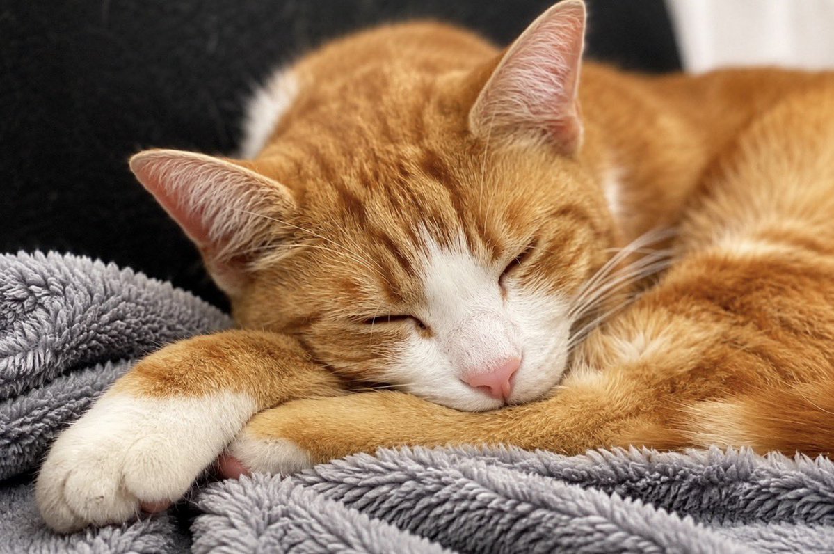 TheStourbridge's tweet photo. Night night sweet dreamies 

The warmest people aren't running a strategy
They've just been through enough to know that kindness is the most useful thing you can give a stranger having a hard day.

Be kind to yourselves too https://t.co/fzrLOAUiyi