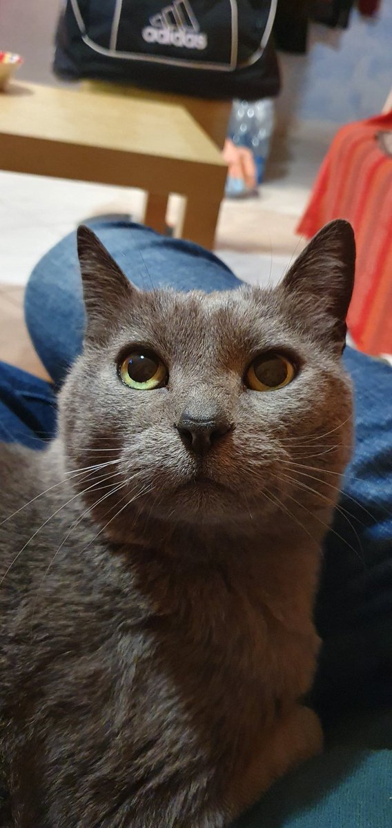 tom3iro's tweet photo. @Patry_P_ Nella mia foto profilo WhatsApp da non so quanti anni ci siamo io e la mia amata Bigia che purtroppo mi ha lasciato da più di 4 anni a quasi 16 anni d'età per un problema al fegato (credo tumore)..beh io non riesco a cambiarla..non posso farle questo..mi manca troppo..sempre 💔 https://t.co/UxKPIV0g51