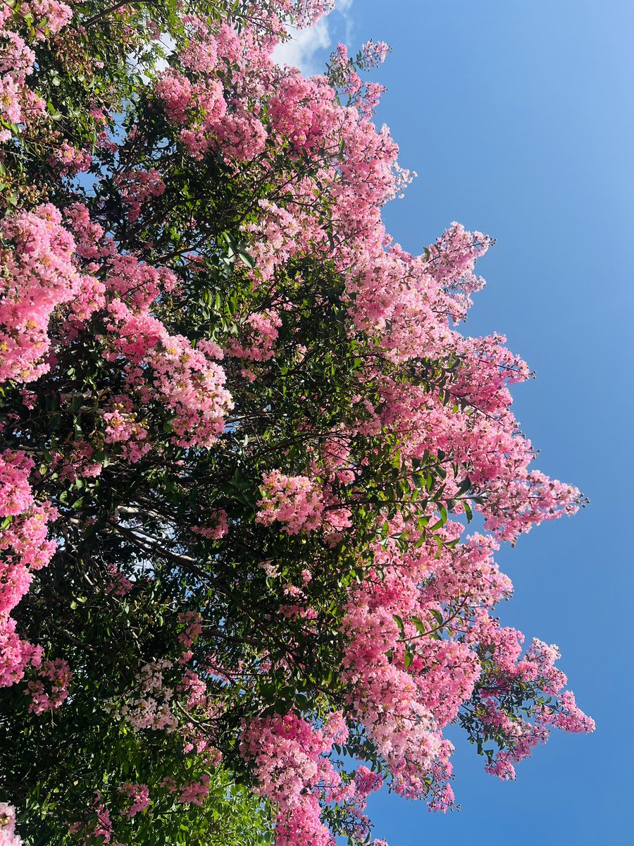 SolariumMrkt's tweet photo. My Pink Myrtle has bloomed. https://t.co/T8wk4YazF8