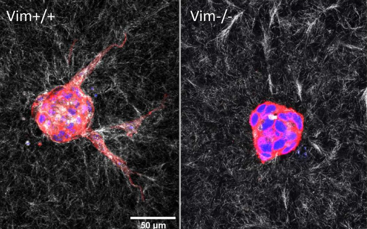 Extracellular Matrix News tweet media