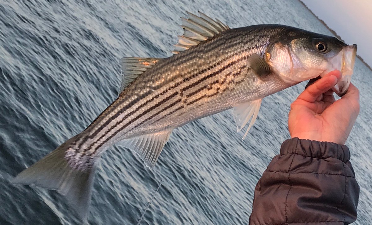 TSN_TheStandard's tweet photo. The Arizona Game and Fish Department is seeking public input on proposed changes to the 2027-28 Arizona fishing regulations. There are seven proposed changes.

 https://t.co/1V69aXWJkI https://t.co/xcAx7ObVz1