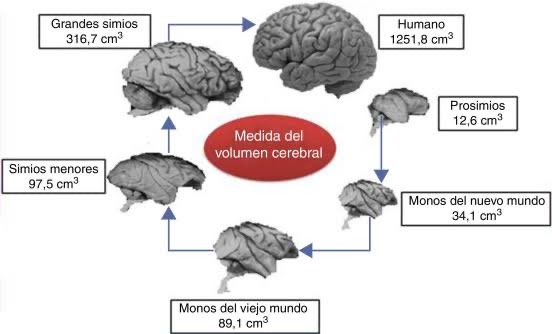 gisbert_ruben's tweet photo. Damas y caballeros, está demostrado científicamente que el ser humano ha llegado a un mayor desarrollo neurológico en su biología y aumentado su capacidad cerebral por el CONSUMO DE PROTEÍNA ANIMAL. La proteína es la clave de la evolución humana y fundamentalmente de su desarrollo intelectual hasta el homo sapiens.

Pareciera que el empecinamiento de la élite política y económica por acabar con el consumo de carne, pescado y huevos guarde relación con algo de esto.