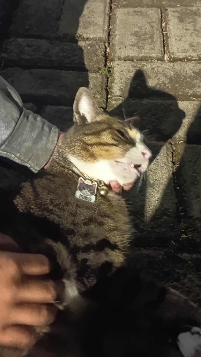 cavibaraa's tweet photo. pulanggg kerja nemu kucing mati tengah jalan..... badannya masih anget tapi udah gada detaknyaa. Semogaaa pagi ini ketemu pemiliknya yaahh mikoo. https://t.co/HMqwBck6x3