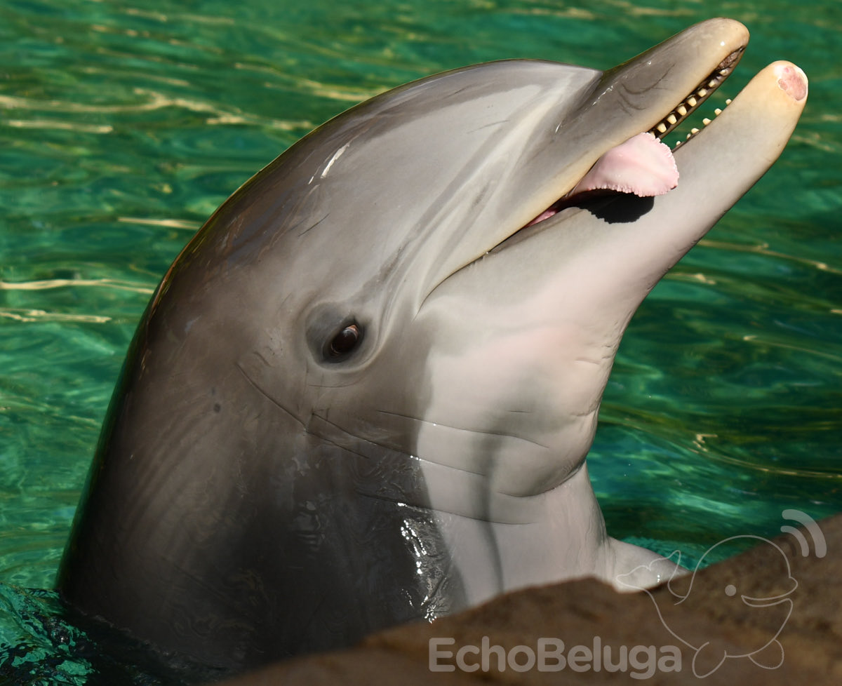 EchoBeluga tweet media