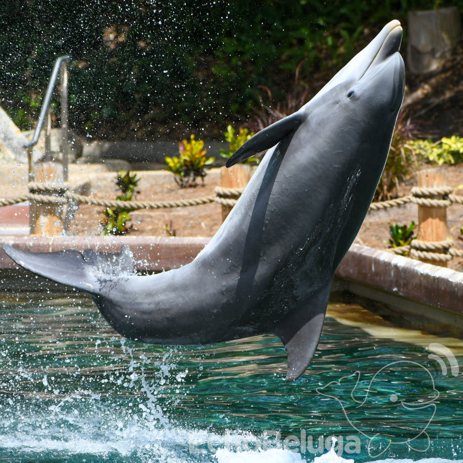 EchoBeluga tweet media