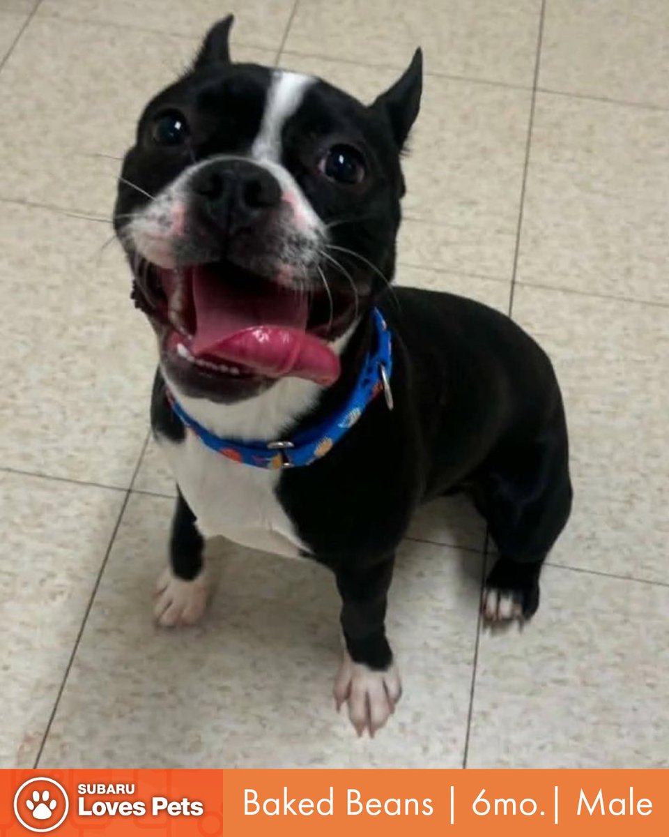 StatelineSubaru's tweet photo. Meet Baked Beans, our Pet of the Week from @foreverpaws

Boston Terrier, 6mos, 20lbs. He's a mouthy, goofy puppy, so no kids. Unsure of cats. Not tested with dogs yet, but we don't expect any issues. NOT housebroken, barks, and wants to be ALL over you!

🫘https://t.co/Zv9W9EEypJ https://t.co/FpeMaESDxq