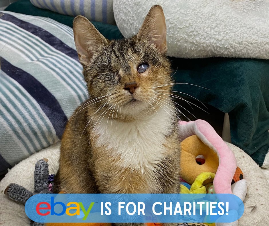 BlindCatRescue's tweet photo. Do you purchase or sell items on eBay? Ebay is for charities! Look for the blue ribbon next to sellers/items and please choose Blind Cat Rescue as your charity to support! 😺🐾💙

🔗: https://t.co/UAM4iKz6Pi https://t.co/OQW09lzgq6