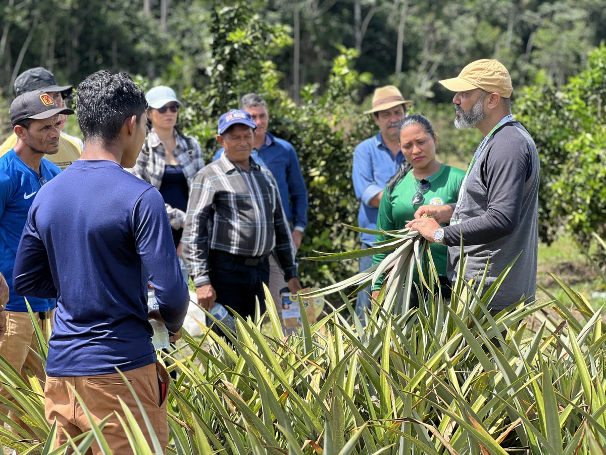 Sebraeap's tweet photo. Dia de Campo fortalece cadeia produtiva do Abacaxi de Porto Grande - https://t.co/SkYYYxxXdX https://t.co/5MuZp4IoGR