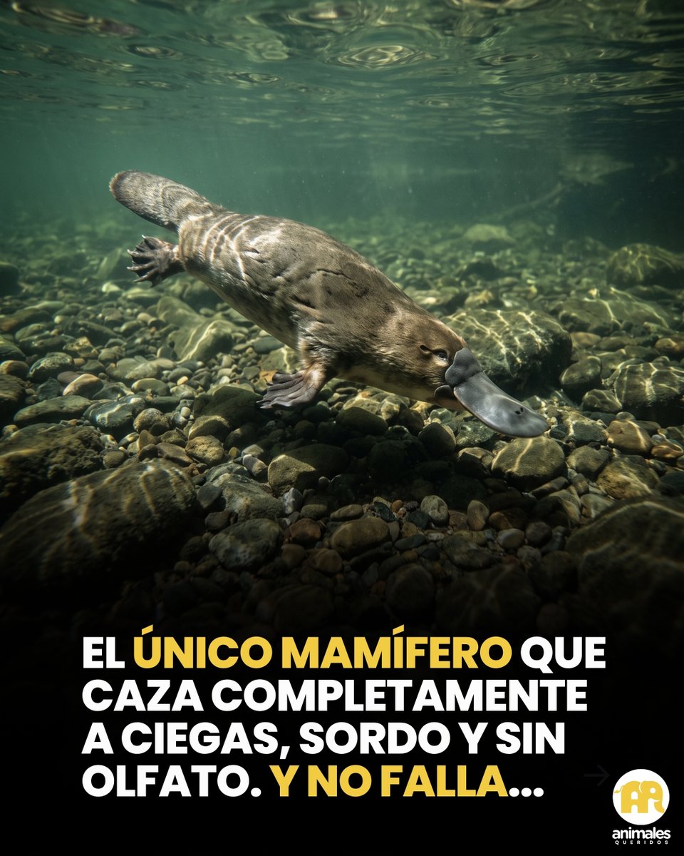 AnimalesQueri2's tweet photo. El momento en que el pico toca el agua, todo desaparece.

No es metáfora. Las válvulas se cierran: ojos, oídos, nariz, sellados. El ornitorrinco queda sumergido en una oscuridad total, en un silencio completo, sin un átomo de olor. Cualquier otro animal estaría perdido. Él acaba de activar su sentido real.

Bajo el río hay algo que los humanos no podemos percibir: el campo eléctrico de cada músculo vivo que se contrae. Un camarón que mueve una pata. Un gusano que se tuerce. Una rana que aprieta el lomo. Cada movimiento genera una señal eléctrica tan sutil que se mide en millonésimas de volt. Y el ornitorrinco la siente.

A lo largo de su pico blando y correoso hay cuarenta mil receptores eléctricos, más otros sesenta mil mecánicos para calcular distancias. Mientras bucea, mueve el pico de lado a lado con una cadencia exacta, como un detector de metales vivo que triangula en tiempo real. No busca: siente el mundo invisible.

Cuando los investigadores australianos que cartografiaron este sistema describieron sus hallazgos a fines de los años ochenta, los editores científicos dudaron. Ningún otro mamífero conocido tenía nada remotamente parecido. La idea de un mamífero con electrorreceptores especializados como sentido primario de caza parecía demasiado extravagante para ser cierta. Pero los datos eran reales.

Sin embargo, hay algo que lo vuelve todavía más extraordinario: el ornitorrinco no usa la electricidad como un sentido auxiliar, como un extra que lo ayuda cuando los demás fallan. La usa como su único sentido bajo el agua, mientras los otros quedan literalmente apagados. En el mundo sumergido, la electricidad no es un suplemento. Es la realidad.

Los humanos no tenemos un solo receptor que homologue ese sentido. No hay una versión degradada de él en nuestro cuerpo, no hay un vestigio. Es un canal de percepción que para nosotros no existe, y a través del cual el ornitorrinco lee el río con una precisión que ninguna cámara de visión nocturna puede imitar.

En algún río de Australia, ahora mismo, hay un animal con los ojos cerrados que ve perfecto.

#AnimalesQueridos #Ornitorrinco #Naturaleza