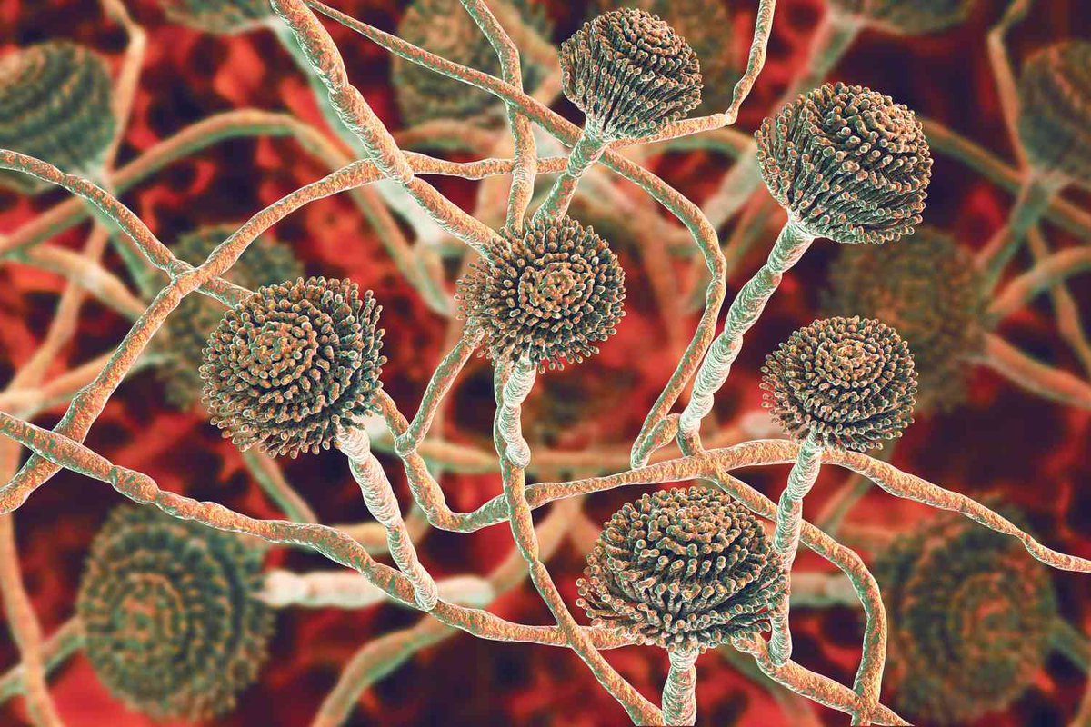 forallcurious's tweet photo. JUST IN🚨: A fungus that can grow inside the lungs and “eat the human body from inside” is spreading rapidly across the planet https://t.co/nKPKFxxfQs