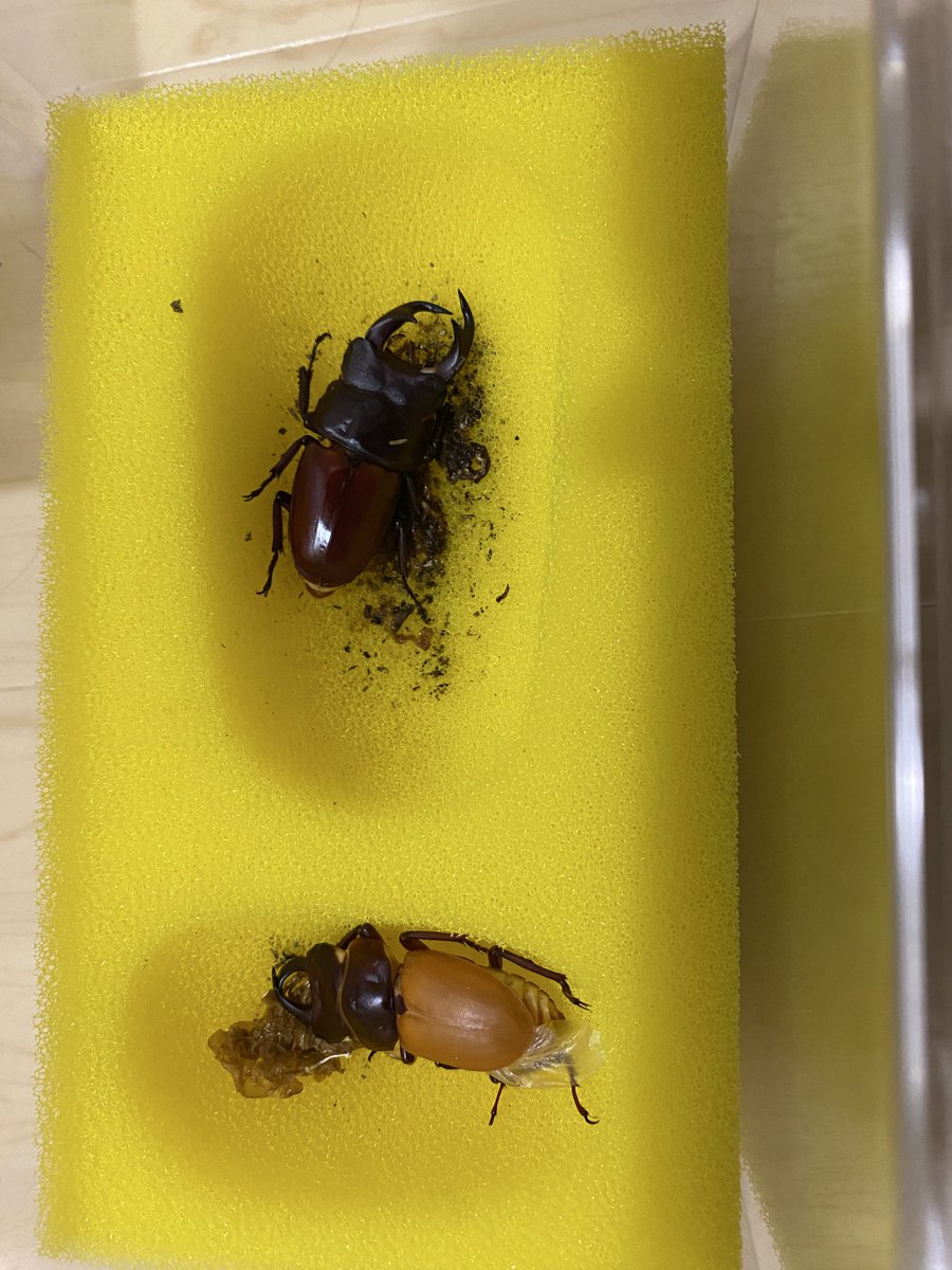 good_dorcus394's tweet photo. ヒメオオも無事羽化
いやはや絶景かな https://t.co/2XLk5P8Lft
