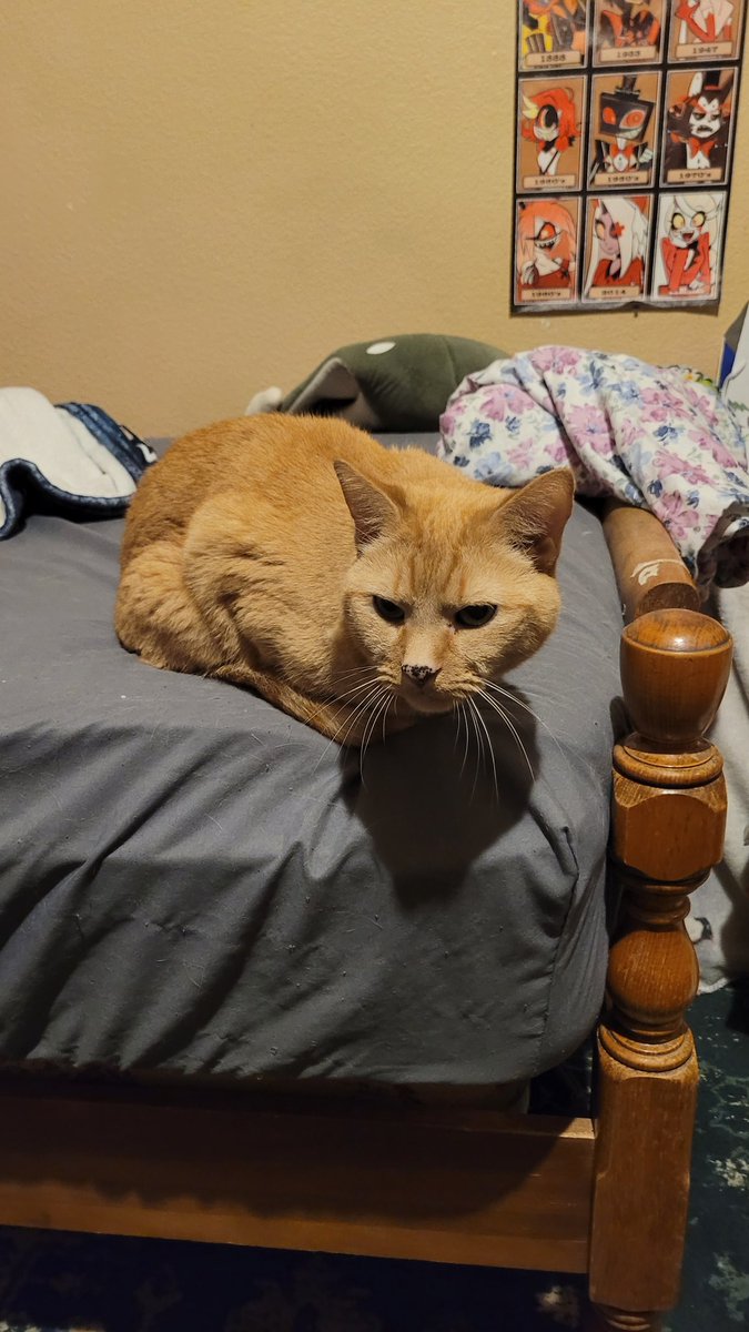 Soka_VT's tweet photo. @Dejavudea My fur-baby prince. https://t.co/JQ02uORsVe