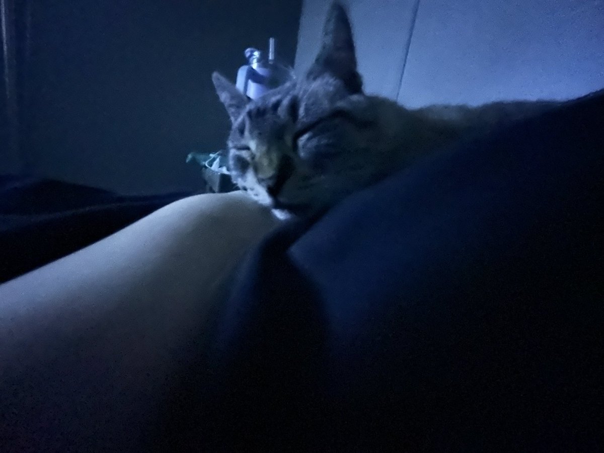 Cierraui6's tweet photo. @Dolvira9 I have two adorable pups and a cat who would love to work with you! https://t.co/bUtIclNNum