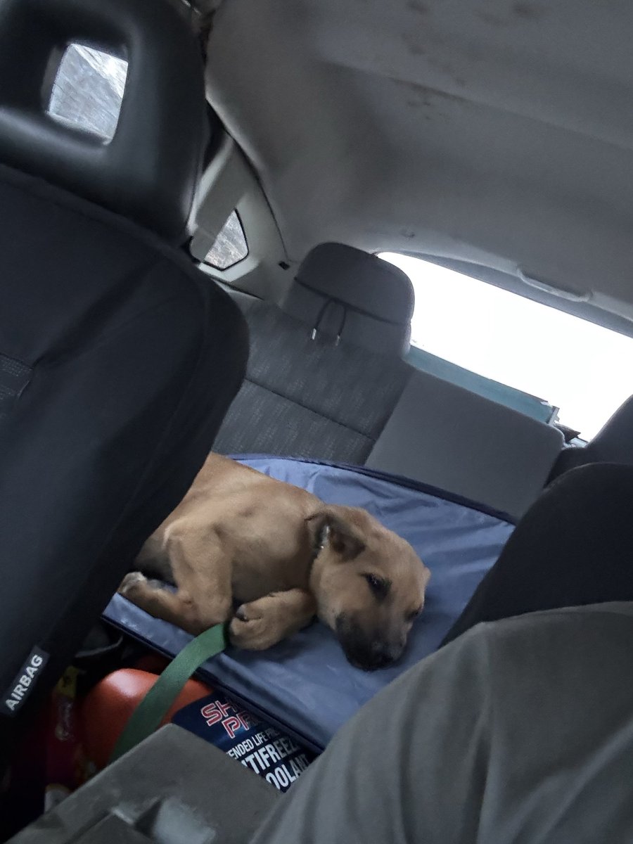 Cierraui6's tweet photo. @Dolvira9 I have two adorable pups and a cat who would love to work with you! https://t.co/bUtIclNNum