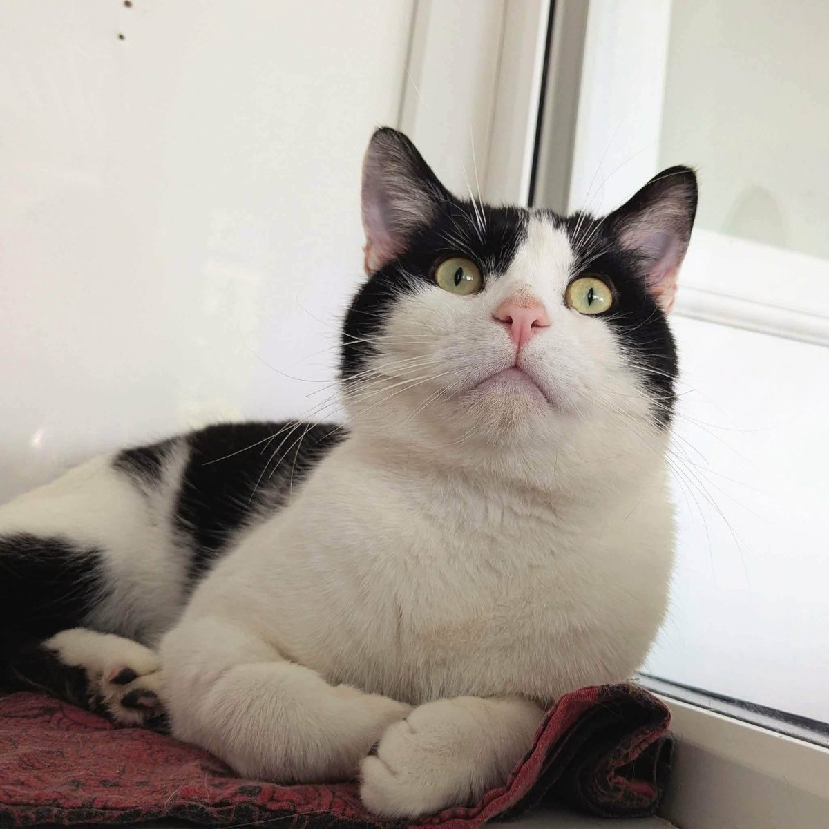newstartcats1's tweet photo. 🐾 Meet Shardy, 2 a friendly cat with a huge personality &amp; an even bigger appetite! Once a stray who charmed his way into homes for snacks and attention, he now dreams of a home to call his own.

#AdoptShardy #AdoptDontShop #RescueCat #ForeverHomeWanted https://t.co/LmRVCDLFKQ