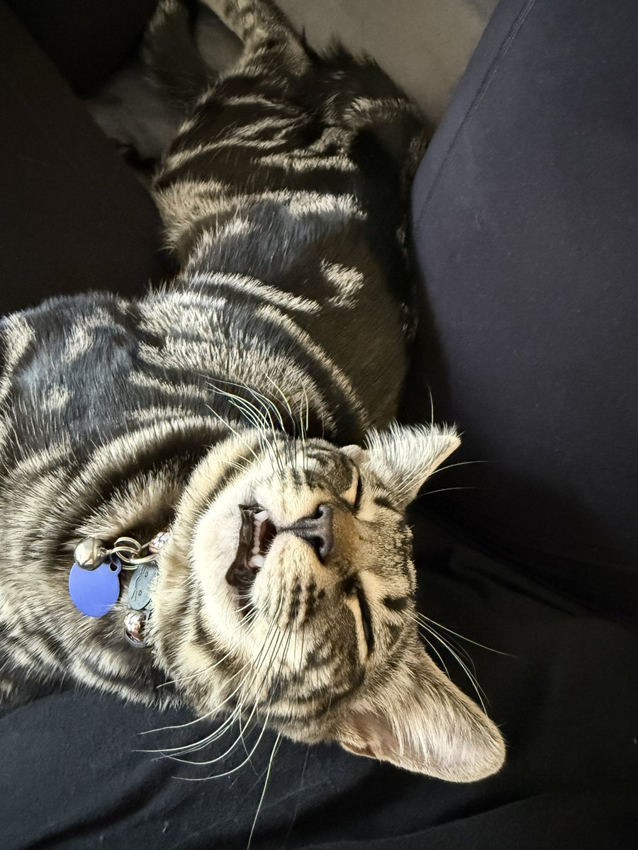 Sunlitmateo's tweet photo. KNOCKED out in mom’s lap https://t.co/OwZLr58tYj