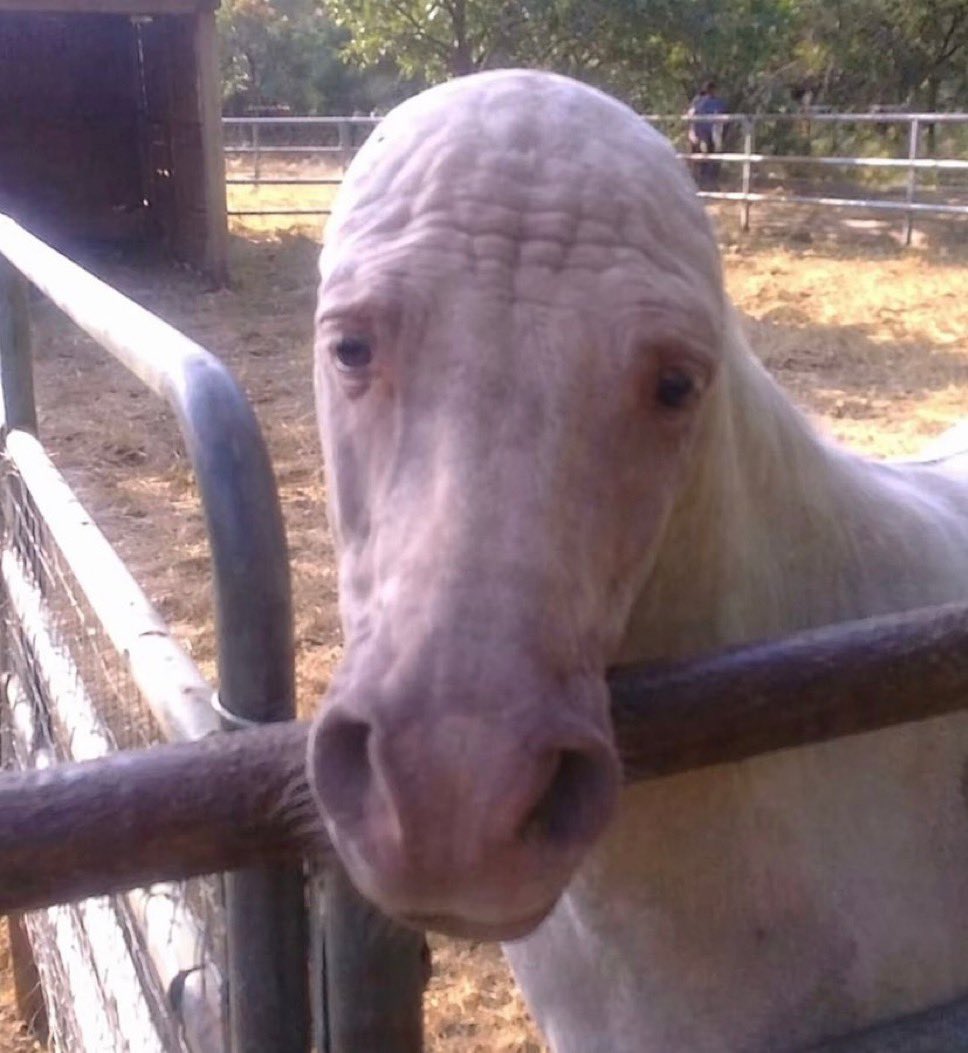 cowincrisis's tweet photo. @horsetwting @googlemaps this you? https://t.co/qLEFGtyDhV