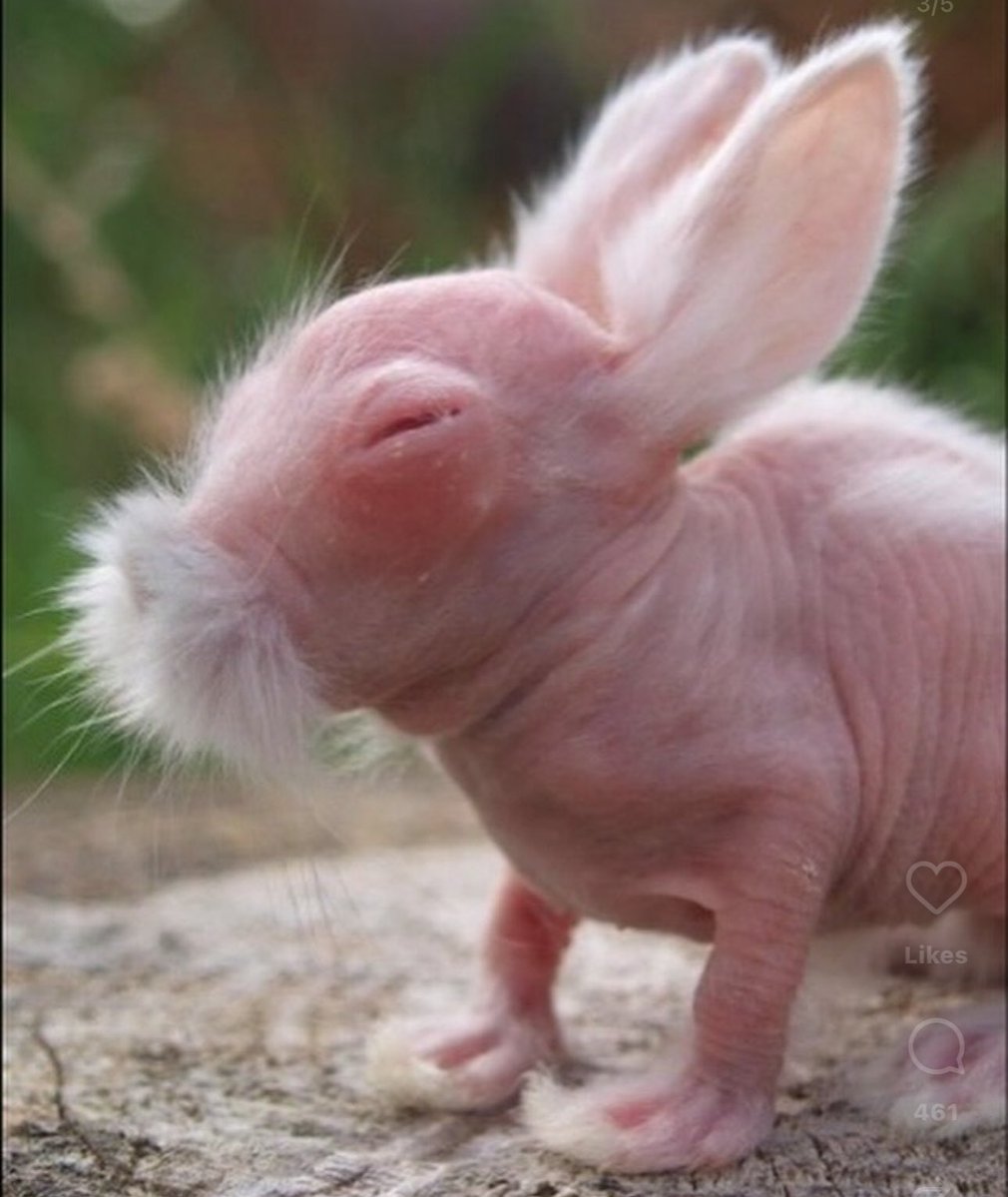 Puppieslover's tweet photo. This New born Rabbit is going Viral for looking like a Kungfu Master https://t.co/94mCZKT9Hf