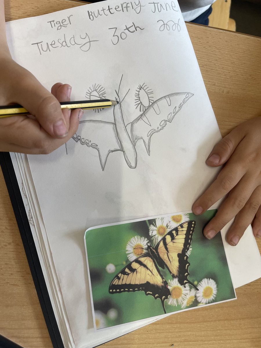 _AshOlol's tweet photo. Today our wonderful artists have been drawing beautiful butterflies. @ololprimary_HT #MakeADfference #ArtOlol https://t.co/9IDdbTMSke
