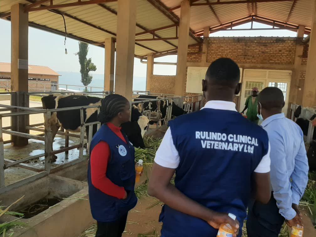 VeterinaryLtd's tweet photo. RUCLIVET ltd yasuye @Kisarotss muri @rulindodistrict twaganirije Abanyeshuri kuri #VSM,@OneHealth,Kwirinda no Gukumira RVF aho bagiye mu biruhuko,Tuganira n'ubuyobozi, imikoranire nk'ikigo kigisha Animal health @RwandaAgriBoard  @RwandaHealth . https://t.co/ErR7vzKHgD