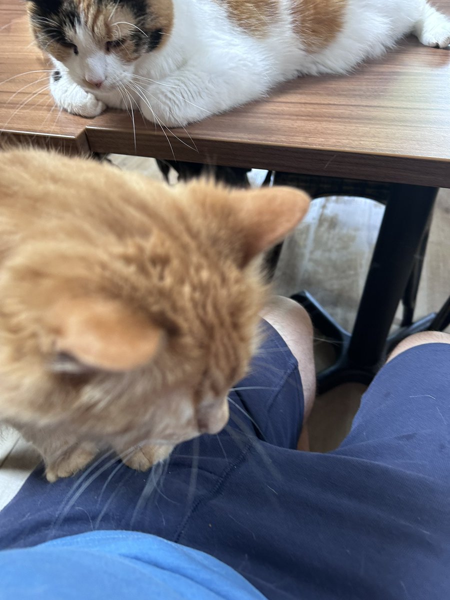 Pawsandclaws99's tweet photo. Mario popped up to see us. #cats https://t.co/7GGl8T04Gw