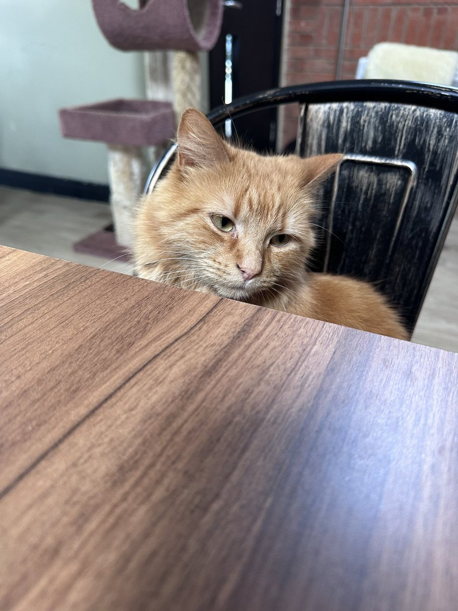Pawsandclaws99's tweet photo. Mario popped up to see us. #cats https://t.co/7GGl8T04Gw