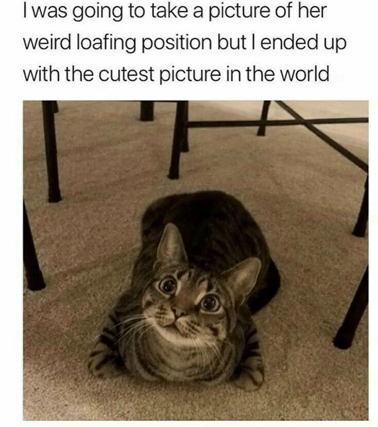 Cats_ooc's tweet photo. https://t.co/05BUrPOxmv