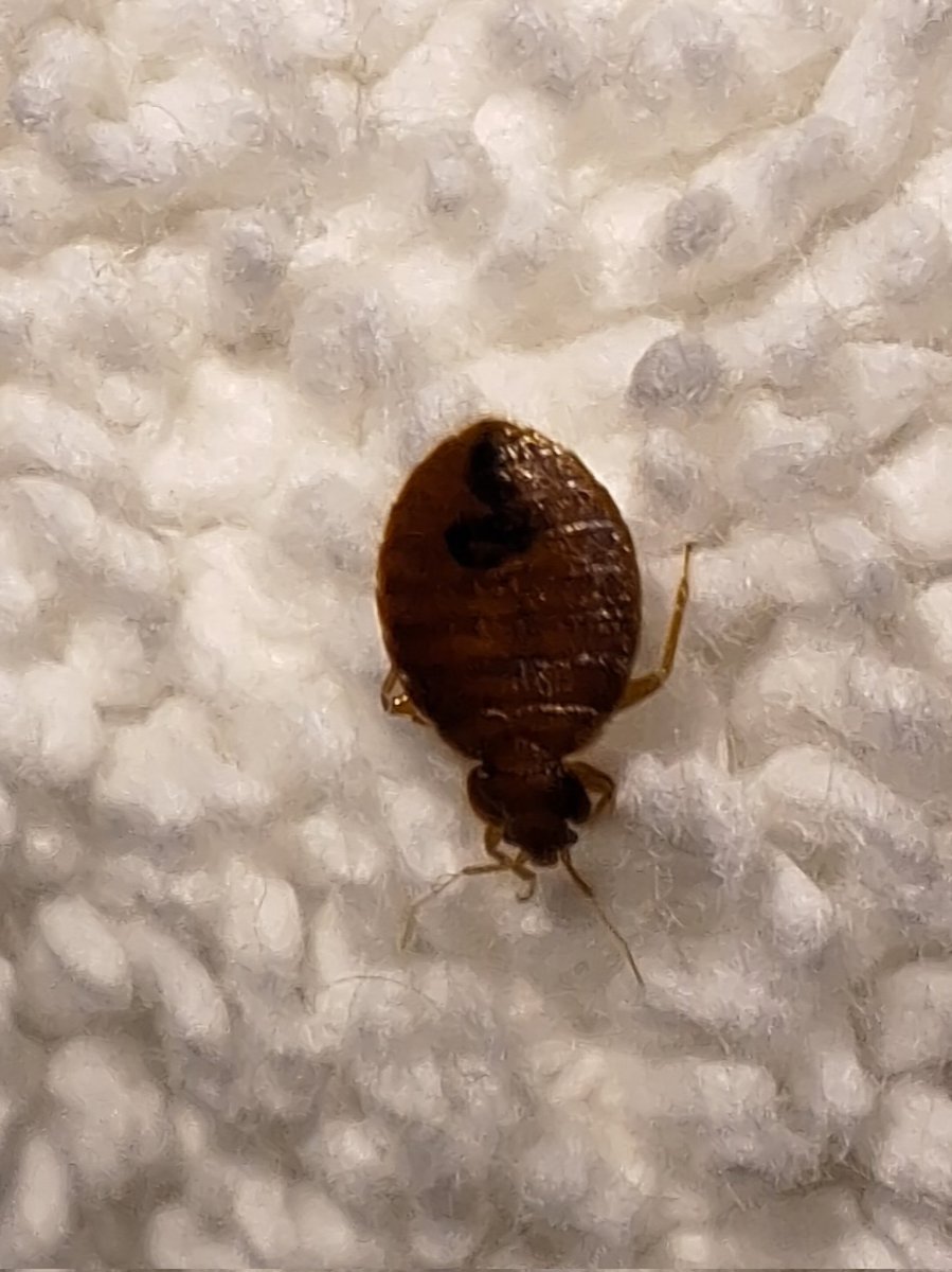 PocketWeaselUK's tweet photo. @bookingcomPA @McKinsey_MGI We booked an apartment in London through @bookingcom.  The beds were infested with bedbugs.  The place was horrible.  We turned around and left.  @bookingcom have been no help.   All they've given me is £8.53 in vouchers.  Avoid this company. https://t.co/mTQPOJfMG1