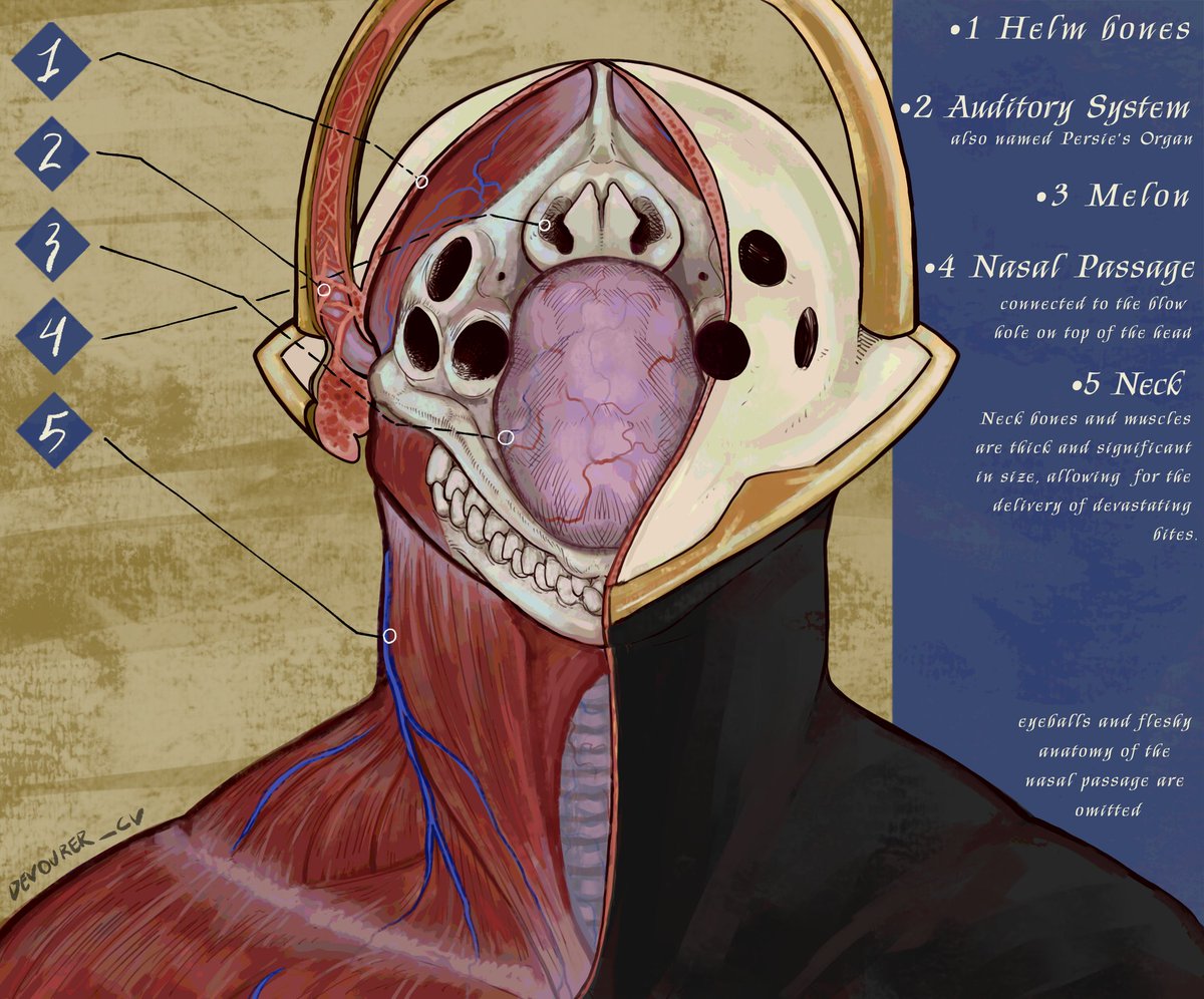 Devourer_CV's tweet photo. Speculative biology of powers cuz sure why not
(Alt text contains additional info, also alot of inspo was took from the anatomies of marine mammals)
#ultrakill https://t.co/kCkvzHPljj
