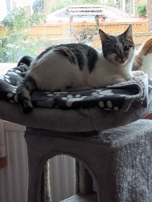 The_Animal_Team's tweet photo. This is 1yo SNOWFLAKE a male cat who is microchipped and neutered. He has been #missing from #RailwayLaneSouth #SuttonBridge #Spalding #PE12 area, #Lincs since 28/01/2026. He is tabby and white with a short tail ( featured in photo).
His owner is desperate for any information about him as he is so missed. His feline mum misses him too. His family are at a loss to know what else to do to get him home or to find out what happened to him. If you are in that area please look out for him & help them find out what has happened to him. Call or text on 07391210423. https://t.co/eNnifnQtvb #MissingCat #Cats #LostCat #CatsOfTwitter