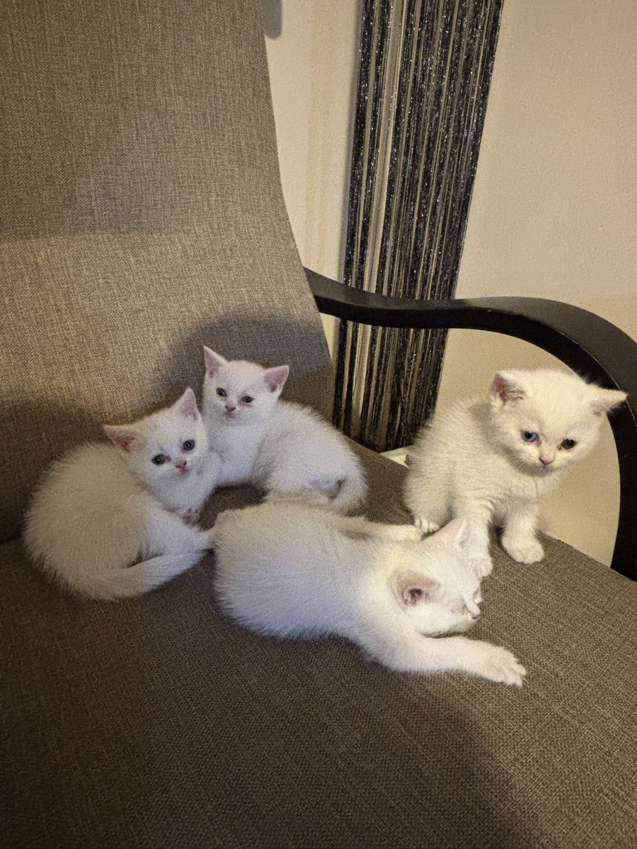 renalkorteks's tweet photo. Date with babies .🐈 🤍 https://t.co/SlPLj5eJNO
