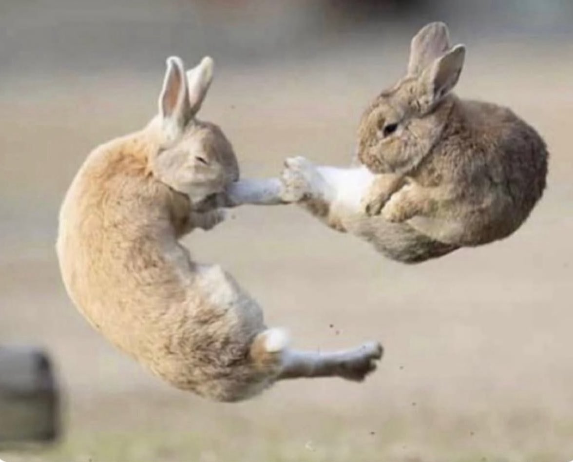 Puppieslover's tweet photo. Bunnies captured Kungfu fighting https://t.co/AeEvfcLwhv