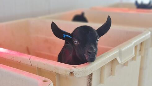 ynetnews's tweet photo. Climate-Proof livestock? Heat-resistant Israeli goats attract growing interest from Europe

Goats bred in Israel’s Arava desert are attracting growing European interest as researchers use genetic selection and data-drive...

https://t.co/O1KYnV3SFH https://t.co/l4DeovFD1e