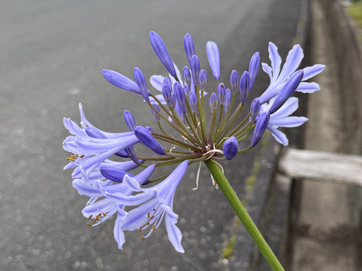 aragas38's tweet photo. おはようございます！相馬市の定点撮影ですよ(^^ゞ
今朝も曇って、靄っています。今日も朝から蒸し暑い〜！熱中症にはお気を付けください。アガパンサス見てほっこりしてからお仕事行って来ます。#空ネット https://t.co/BCX61Ep1c7