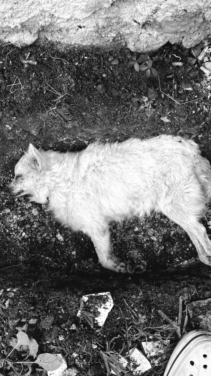 vilscord's tweet photo. Run Free, Fhebe🐾.

almost 10 years lab, 

I loved and will always love your whole existence  and i’ll miss you for the rest of  mine, You were my favorite Dog and my hardest goodbye.💔🕊️ https://t.co/LIOfK3nRTf