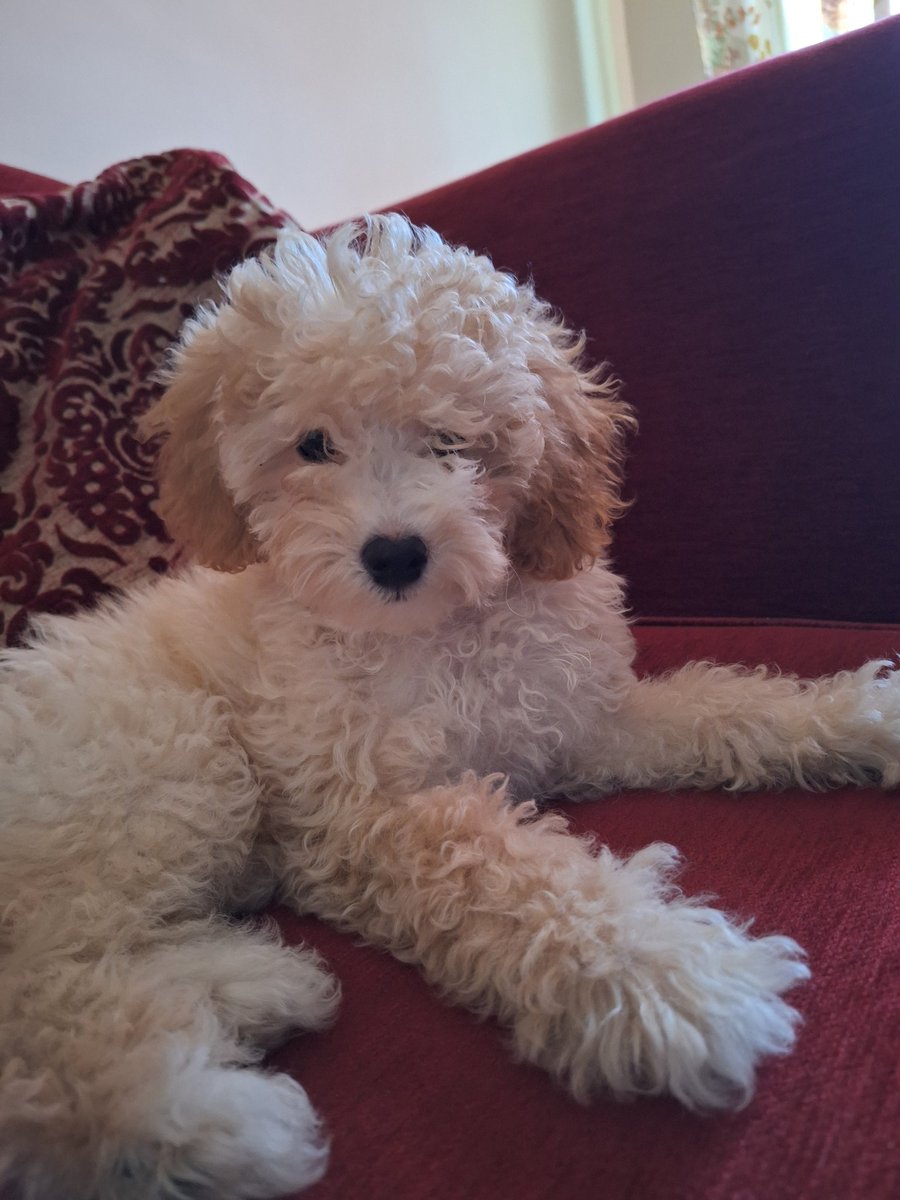 Mich3leA's tweet photo. @Mos94Moser Il mio Willy ❤️ ce l'ho da un mese https://t.co/ZYPWdLUnW7