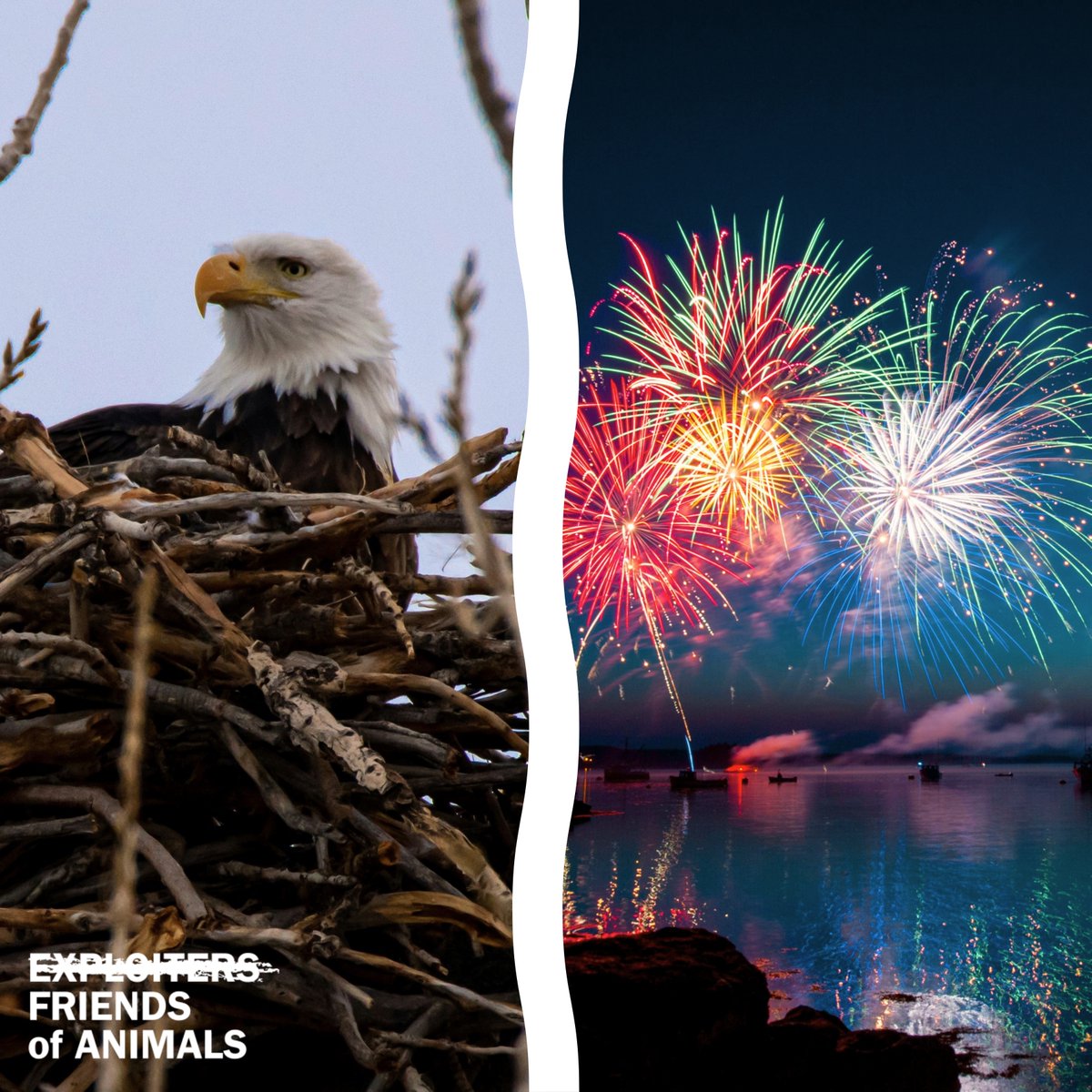 FoAorg's tweet photo. This weekend, fireworks will fill the sky. But for animals, that means fear, stress, and danger. 
 
Learn more about why it's wise to skip the celebrations this year, and about how one Connecticut town is rethinking this year's display. https://t.co/yC03ekNMDX https://t.co/Y4mgxupTNZ