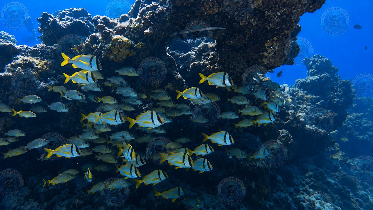 BlueWatersDive's tweet photo. A vibrant school of porkfish gathers beneath the coral ledges of Horseshoe Reef in Key Largo, creating a stunning display of color and life on the reef. One more reason the Florida Keys never disappoint.

Image enhanced and edited using AI.
#ScubaDiving #KeyLargo #FloridaKeys https://t.co/T15XaaDd4J