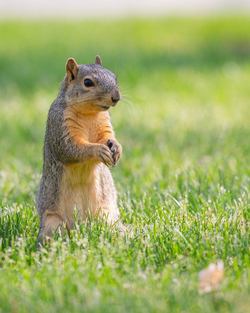 bgsu's tweet photo. Do we think all the animals on campus have a secret council 🐿️ 🐇 https://t.co/DdsS90i9XT