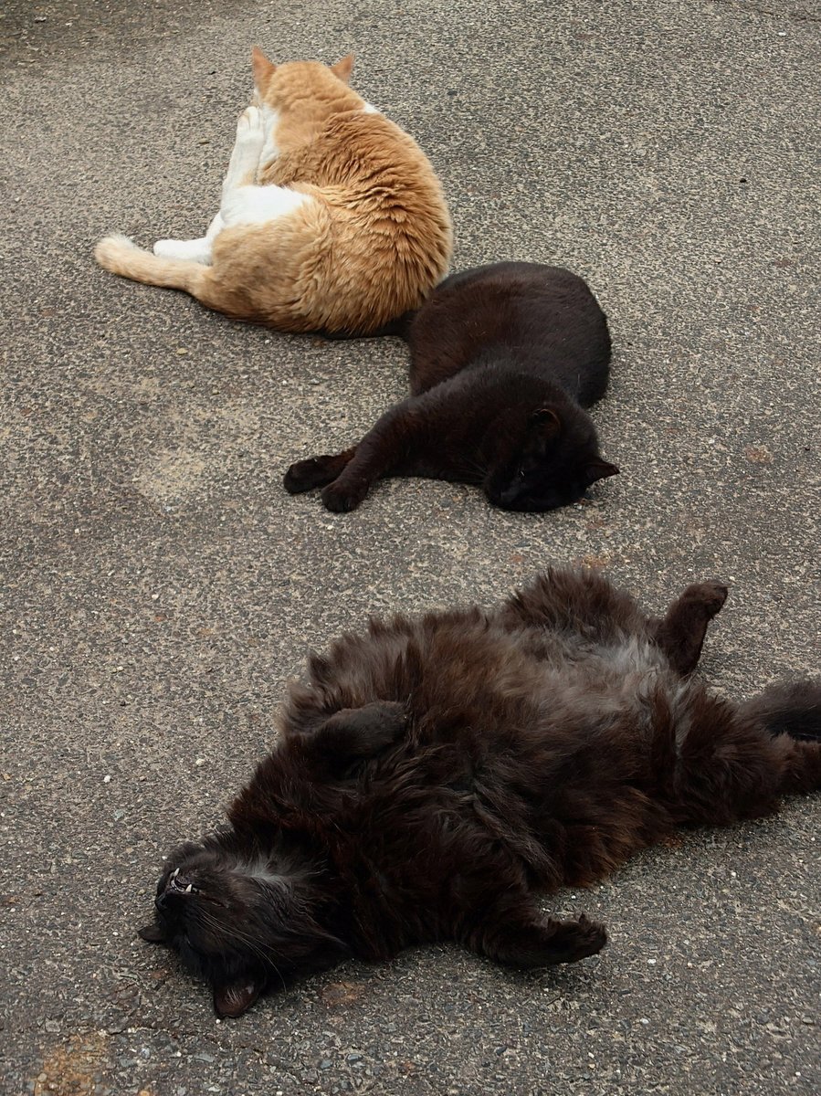 thatguyjacques's tweet photo. 研究室、たまに俺だけしか同期がいなくて寂しい。みんなきてよ。研究室にさ。先輩にしかだる絡みできないじゃないか… https://t.co/GB9gEXNa2c