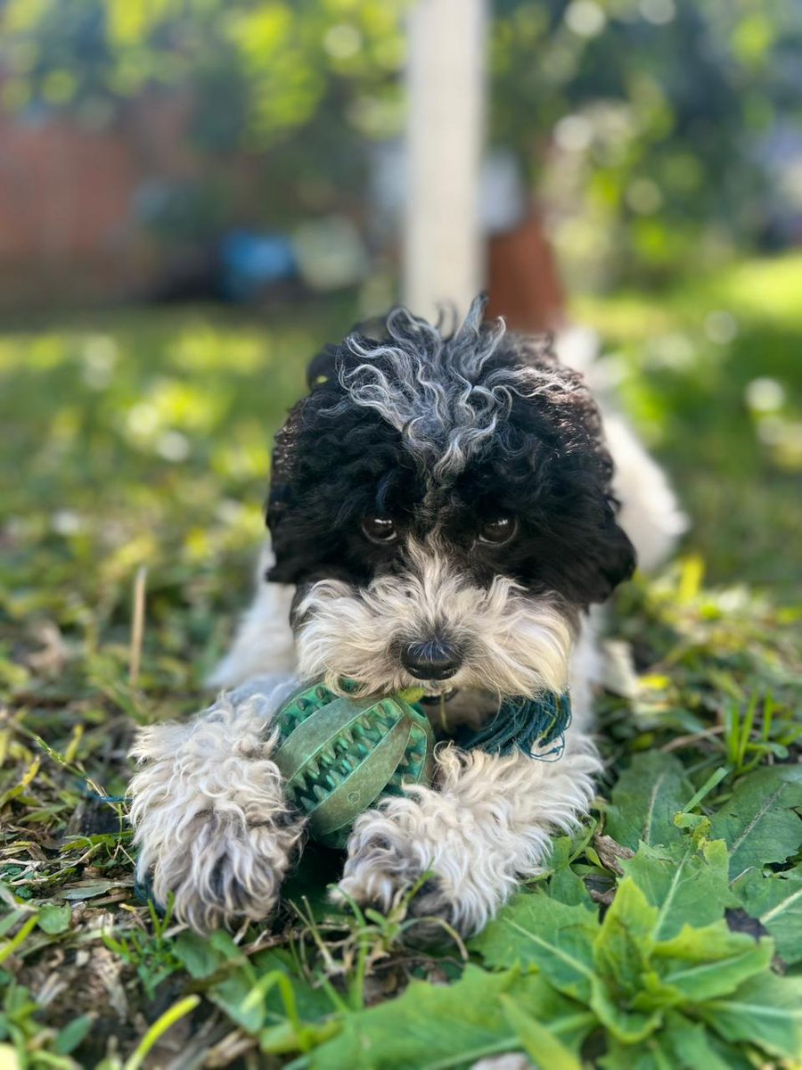 MARCEVAL_ZURITA's tweet photo. Amigos de X, tengo que pedirles algo muy importante:
Recen x Loby, mi hija/ perra, la intervien quirurgicamente hoy 22 hs por una obstruccion https://t.co/Tcm3neSTQ4 cachorra y no sabemos que se tragó
Sea cual sea vuestra creencia deseenle fuerzas.Gracias https://t.co/3KGo6Zk8pI