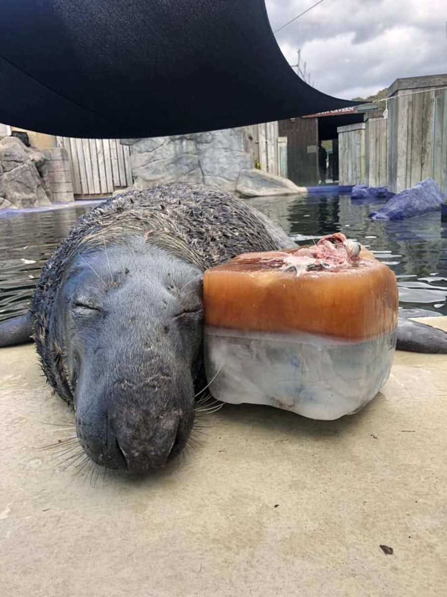 AMAZlNGNATURE's tweet photo. Rescued seal Yulelogs celebrated his 31st birthday with a giant ice cake

I didn’t even know that seals lived that long, but I’m glad they do https://t.co/ezzUgTOXBA